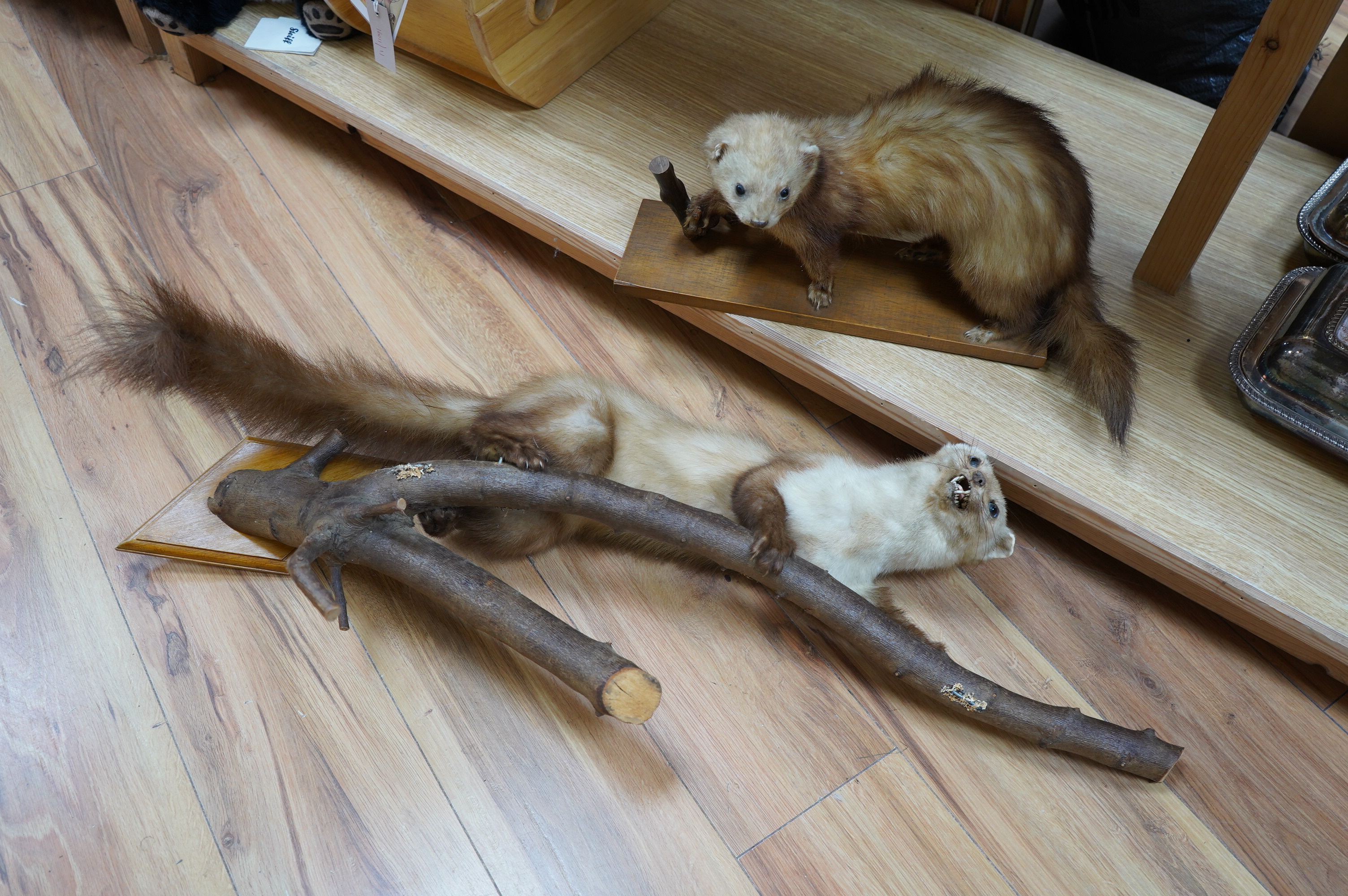 Two taxidermic ferrets. Condition - poor